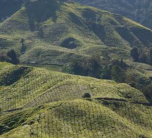 Malownicze widoki na plantacje herbaty