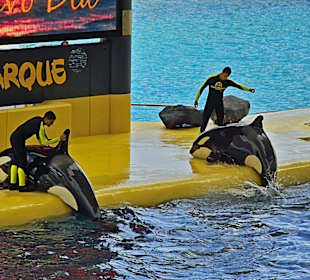 Orca - Show in Loro Parque