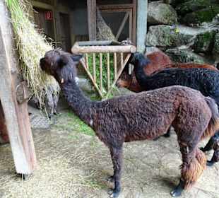 Alpakas an der Raufe im Zoo Salzburg
