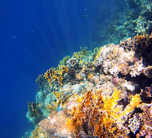 Schnorcheln Marsa Alam