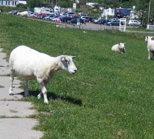 Deichwanderung Fedderwardersiel - Burhave