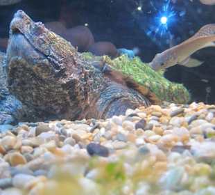 Schnappschildkröte mit Putzer