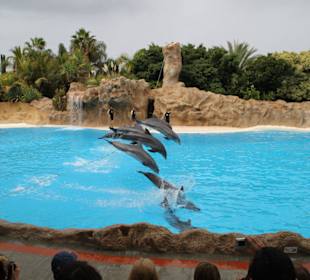 Delphin Show