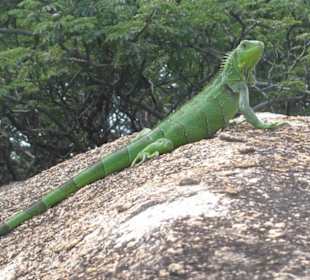 Leguan auf Aruba