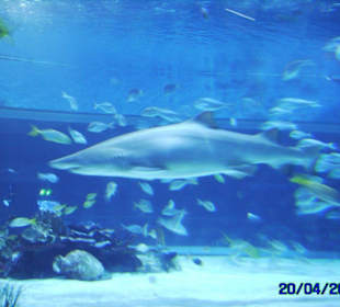 Teilansicht Hai-Becken