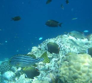 Korallenriff der gegenüberliegenden Insel