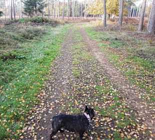 Ameisenpfad Herbstidylle an einer Lichtung
