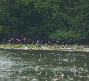 Wunderschöne Seerosen