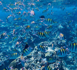 Schnorcheln Marsa Alam