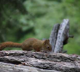 ...und Tierbeobachtungen...