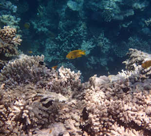 Schnorcheln / Delfintour