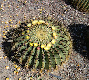 Schwiegermutterstuhl