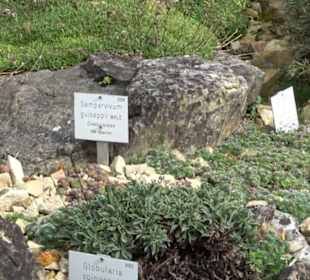 Alpinum
