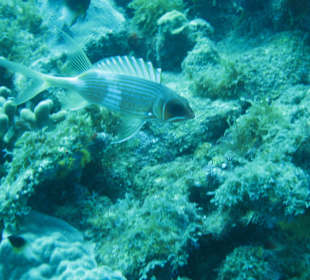 Grenada bei St. Georges Unterwasserwelt