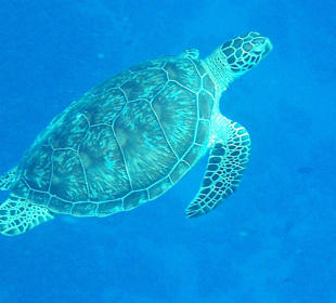 Schildkröte am Hausriff