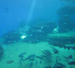 Palma Aquarium