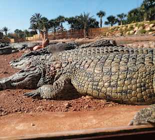 Crocopark