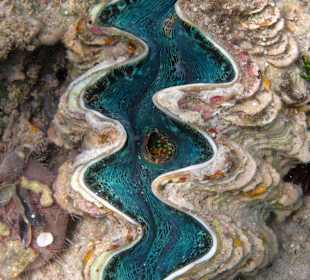 Blick in eine Muschel