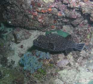 Kugelfisch