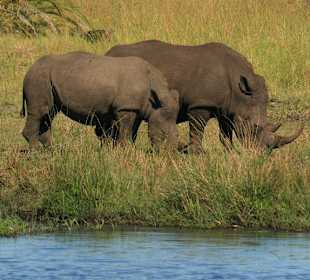 Nashörner im iSimangaliso Wetlands Park