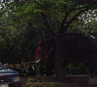 Elefant nach Tour bekommt seine Belohnung