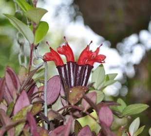 Jardín de Aclimatación de La Orotava