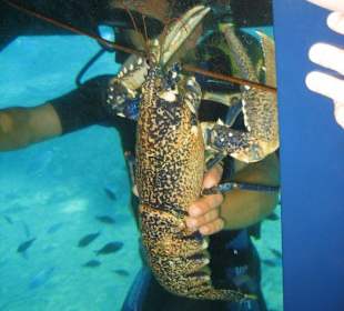 Nette Unterhaltung auf dem Glasbodenboot