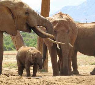 Elefanten am Wasserloch