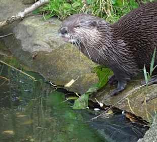 Bei den Ottern im Natureum Niederelbe