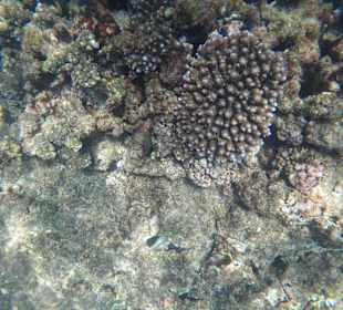 Schnorcheln Pointe aux Piments