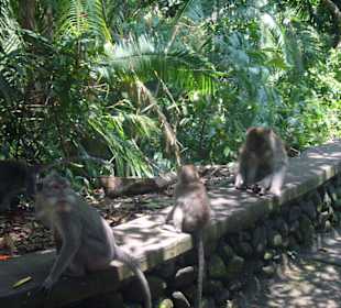 Monkey Forest