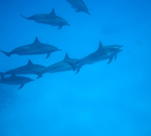 Schnorcheln mit Delphinen