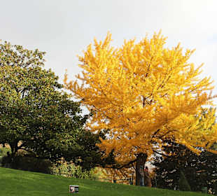Autumn on Montmartre