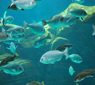 Kretaquarium
