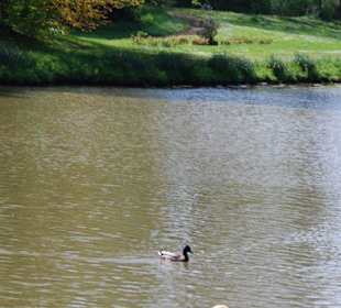 Der Schwan auf dem Schlossteich