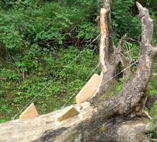 Phäno-Pfad Aichstetten