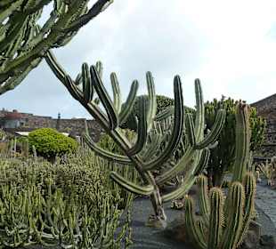 Kakteen aus aller Welt