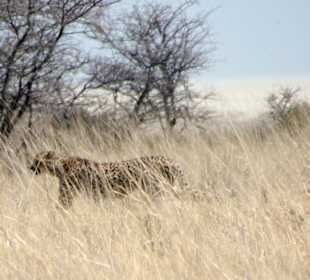 Gepard