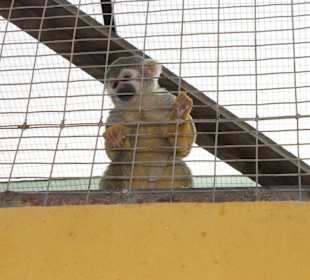 Mono Ardilla - Südamerika