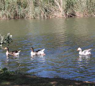 Stadtrundgang Cayamel