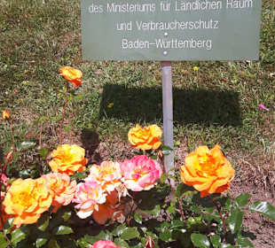 Rosenneuheitengarten