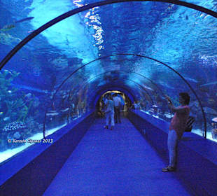 Aquarium-Tunnelgang 131m lang