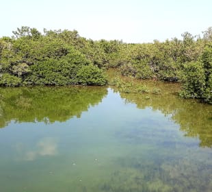Al Thakira Mangroves