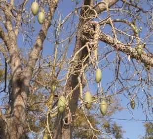 Was das wohl für Früchte sind?