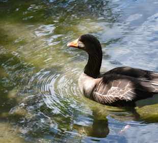 Ente