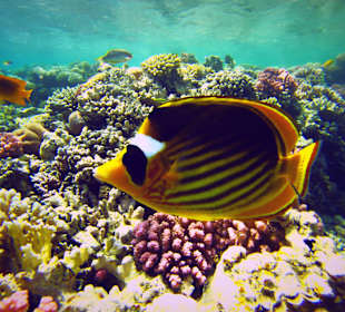 Schnorcheln Makadi Bay