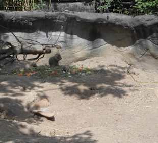 Tierpark Hagenbeck