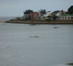 Der Dampflok fährt durch wunderschöne Landschaften
