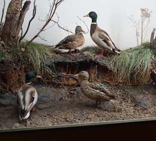 Vogel-und Jagdtierkunde