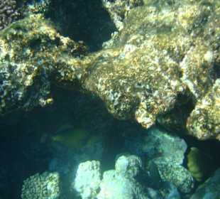 Feuerfisch am Hausriff